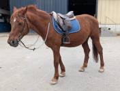 VENTE PONEY LOISIR