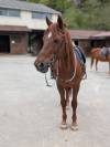 VENTE PONEY LOISIR