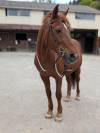 VENTE PONEY LOISIR