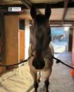 Cheval pour toute activité 