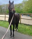 Poney PFS