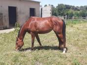 Jeune cheval