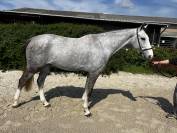 A VENDRE SUPERBE HONGRE DE 4 ANS