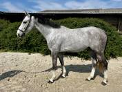 A VENDRE SUPERBE HONGRE DE 4 ANS
