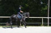 Pure Race Espagnole 