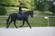 Pure Race Espagnole 