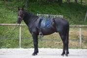Pure Race Espagnole 
