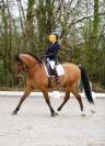 PRE 6 ans dressage/concours 