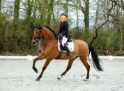 PRE 6 ans dressage/concours 