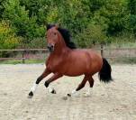 PRE 6 ans dressage/concours 