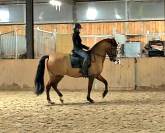 PRE 6 ans dressage/concours 