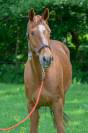 HONGRE OLDENBOURG 12ANS 