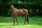 HONGRE OLDENBOURG 12ANS 