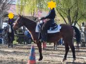 Belle jument Quarter Horse 2020