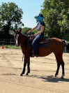 Belle jument Quarter Horse 2020