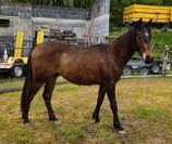 Poulain 2 ans hongre