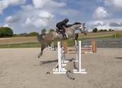 Castrone sBs Cavallo da Sport Belgio In vendita 2020 Grigio ,  Ducati van schuttershof