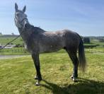 Castrone sBs Cavallo da Sport Belgio In vendita 2020 Grigio ,  Ducati van schuttershof