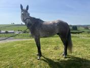 Castrone sBs Cavallo da Sport Belgio In vendita 2020 Grigio ,  Ducati van schuttershof