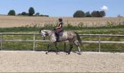 Castrone sBs Cavallo da Sport Belgio In vendita 2020 Grigio ,  Ducati van schuttershof