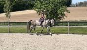 Castrone sBs Cavallo da Sport Belgio In vendita 2020 Grigio ,  Ducati van schuttershof