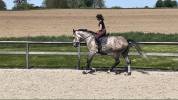 Castrone sBs Cavallo da Sport Belgio In vendita 2020 Grigio ,  Ducati van schuttershof