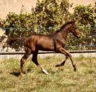 Poulain de sport 