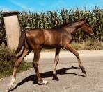 Poulain de sport 
