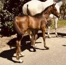 Poulain de sport 