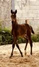 Poulain de sport 