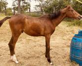 Poulain de sport 