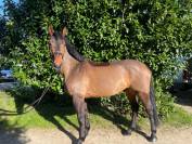 Cheval de CSO hongre 7 ans
