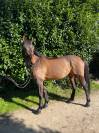 Cheval de CSO hongre 7 ans