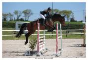 Cheval de CSO hongre 7 ans
