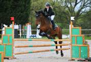 Cheval de CSO hongre 7 ans