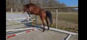 Versa Chin de Saulieu Z - Jument de 3 ans à vendre