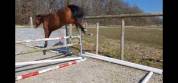 Versa Chin de Saulieu Z - Jument de 3 ans à vendre