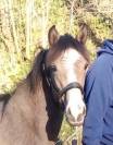 Mâle 2024 Connemara Part Bred