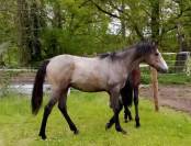 Mâle 2024 Connemara Part Bred