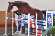 Castrone Sella Francese In vendita 2024 Baio