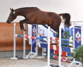Castrone Sella Francese In vendita 2024 Baio