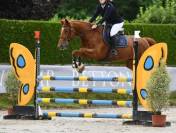 Castrone Sella Francese In vendita 2024 Baio