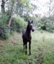 Mâle 2023 Connemara Part Bred