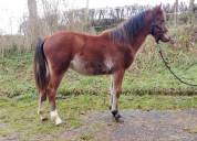 Mâle 2024 Welsh Part Bred SPORT