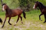 Mâle 2024 Welsh Part Bred SPORT