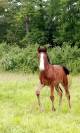 Mâle 2024 Poney Français de Selle