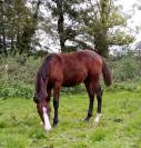 Mâle 2024 Poney Français de Selle