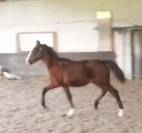 Mâle 2024 Poney Français de Selle