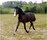 Mâle 2024 Poney Français de Selle