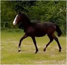 Mâle 2024 Poney Français de Selle